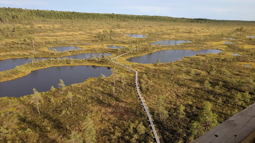 Bog in Estonia