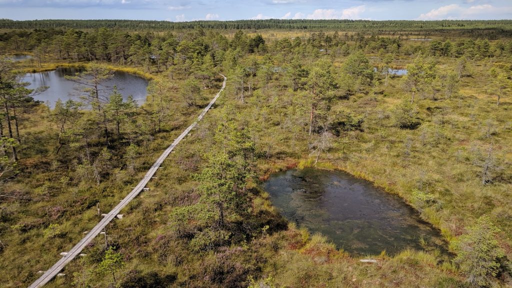 Bog in Estonia