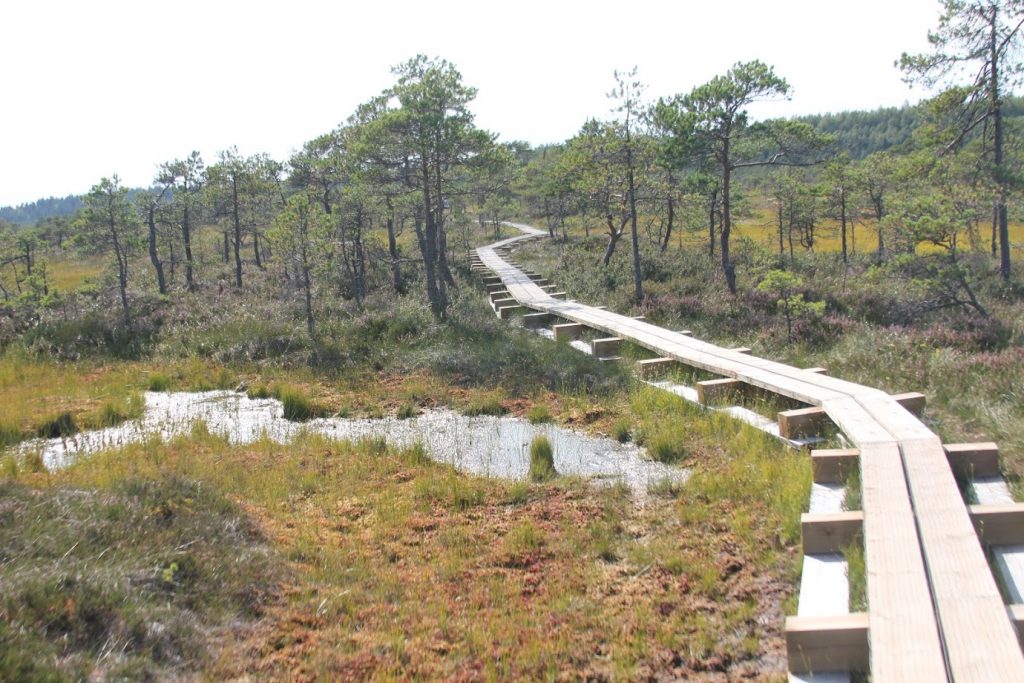 Bog track