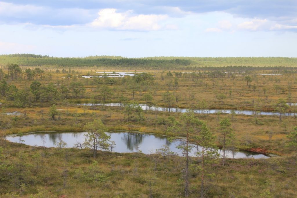 Estonian bog