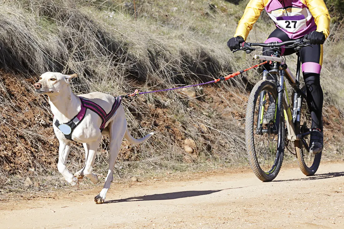 biking with a dog leash guide