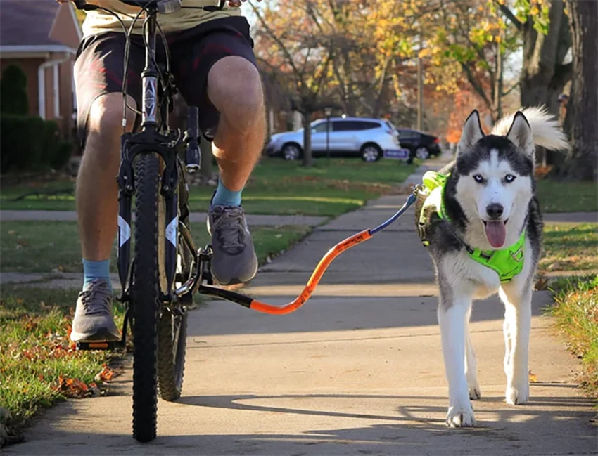 riding a bike with a dog leash